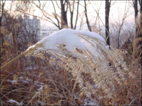 억새와 눈 